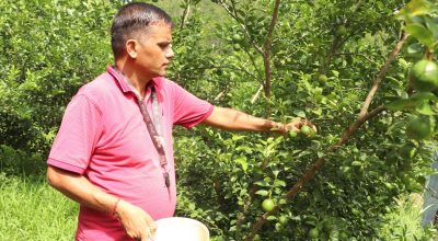 कागती खेती