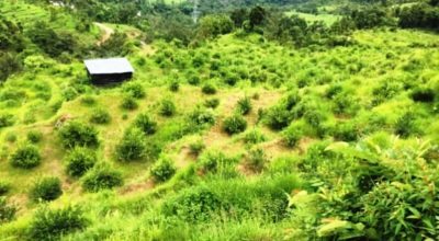 बागलुङको सहेला फाँटमा कागतीखेती