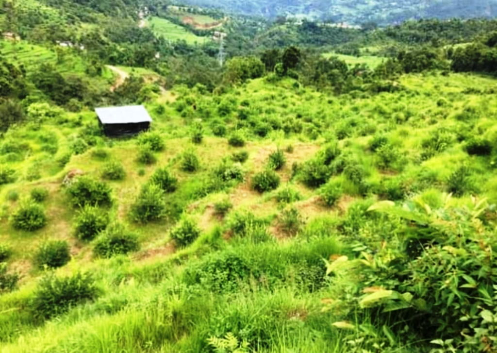 बागलुङको सहेला फाँटमा कागतीखेती