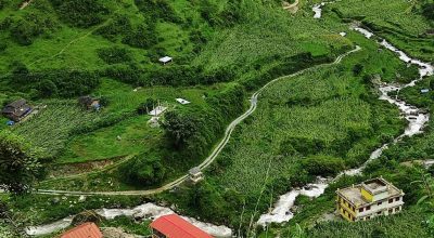 मकै बाली