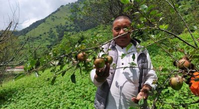 म्याग्दीको गुर्जामा स्याउखेती
