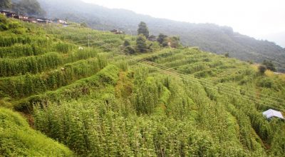 मङ्गलेखानी