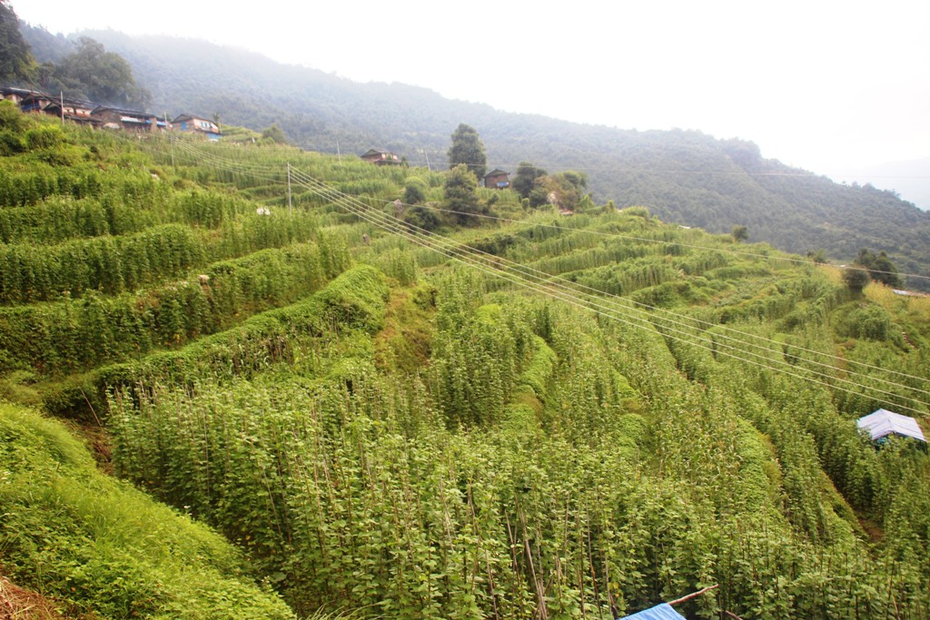 मङ्गलेखानी