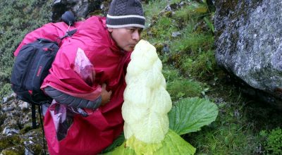 पदमचाल फूल