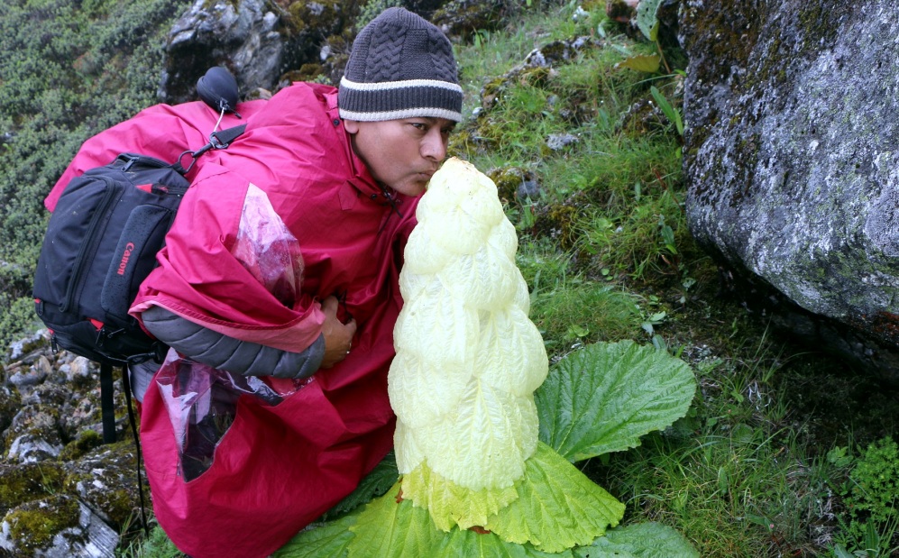 पदमचाल फूल