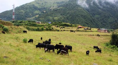 पशुचौपाया लिएर भर्कोबाङ झरे भल्कोटवासी