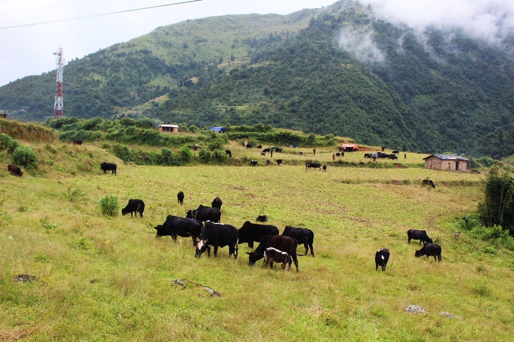 पशुचौपाया लिएर भर्कोबाङ झरे भल्कोटवासी