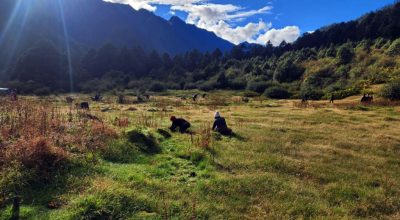 ताप्लेजुङको ओलाङचुगोलावासीलाई घाँसको जोहो गर्न चटारो