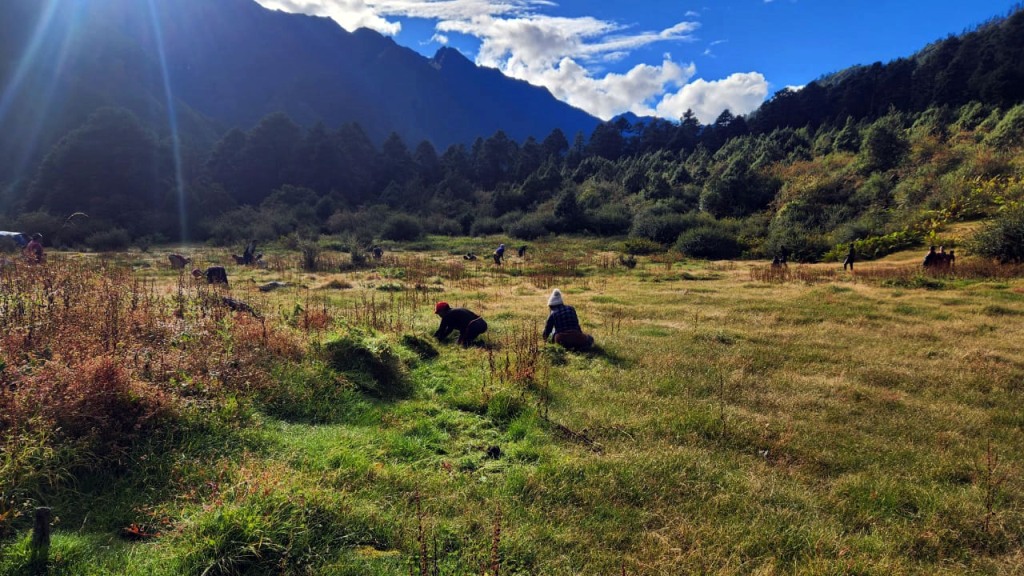ताप्लेजुङको ओलाङचुगोलावासीलाई घाँसको जोहो गर्न चटारो