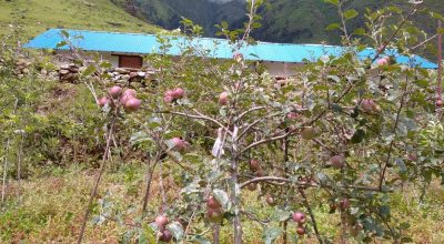 स्याउ उत्पादन