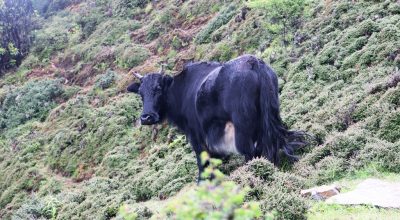 व्यावसायिक चौँरीपालन