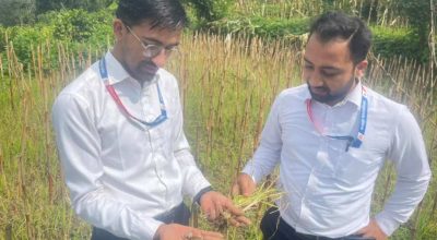 कोदोबालीमा खुम्रे कीराको समस्या