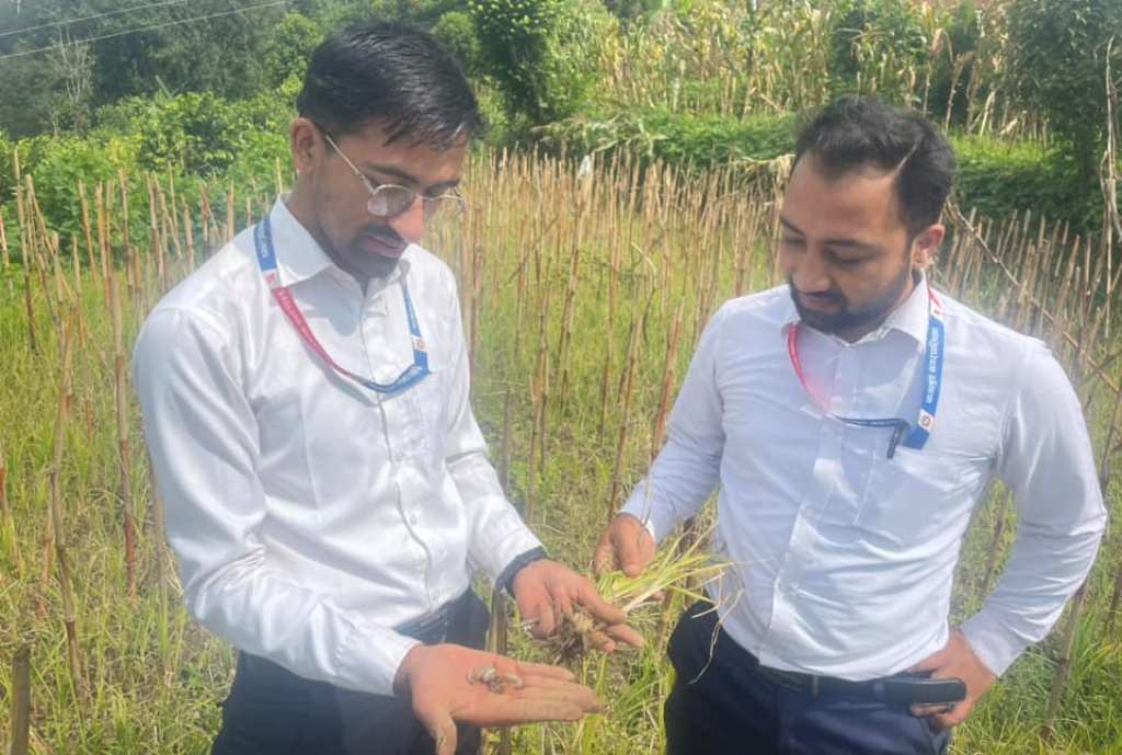 कोदोबालीमा खुम्रे कीराको समस्या