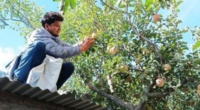 मुस्ताङमा स्याउ टिप्न सुरु