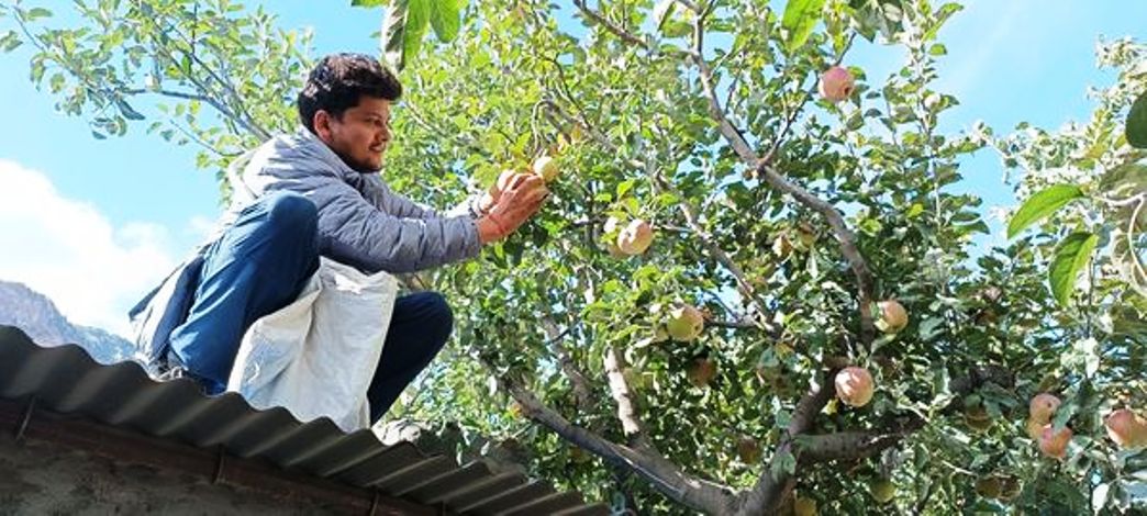 मुस्ताङमा स्याउ टिप्न सुरु