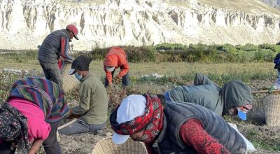 मुस्ताङको लोमान्थाङमा बाँझो जमिनमा सामूहिक आलुखेती