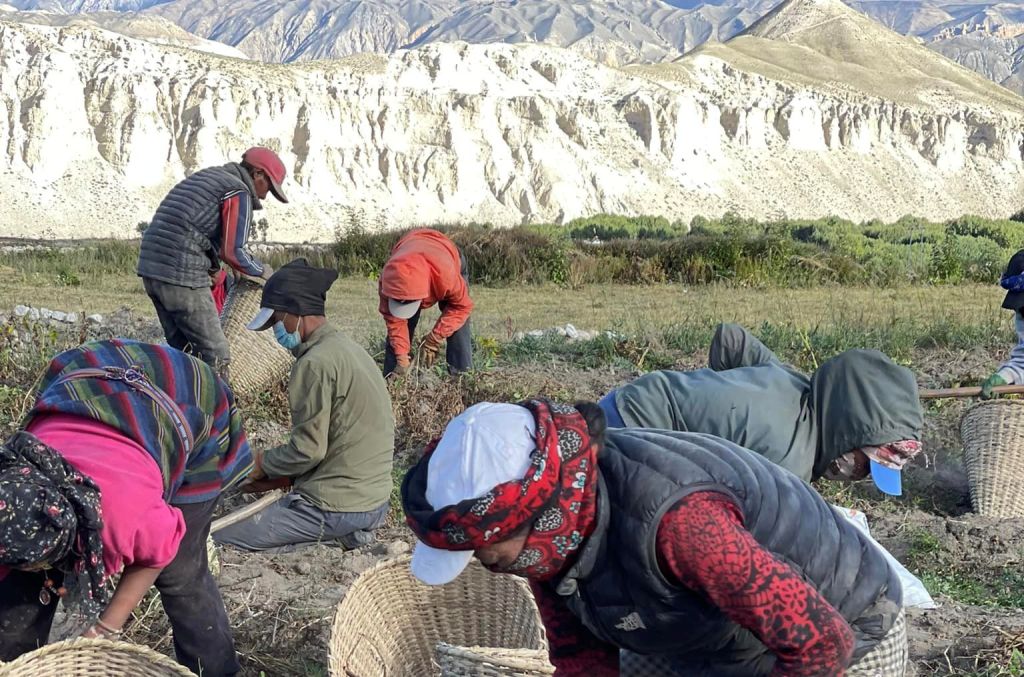 मुस्ताङको लोमान्थाङमा बाँझो जमिनमा सामूहिक आलुखेती