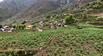 आलुले बजार र मूल्य नपाउँदा