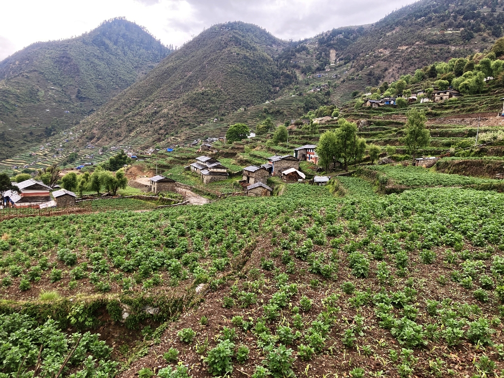 आलुले बजार र मूल्य नपाउँदा