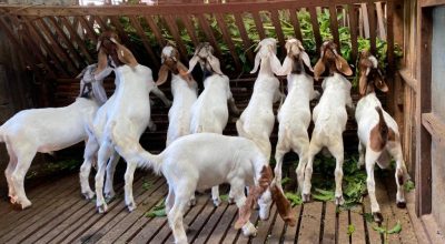 बन्दीपुरमा बाख्रा नश्ल सुधार कार्यक्रम