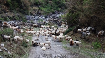 भेडीगोठ