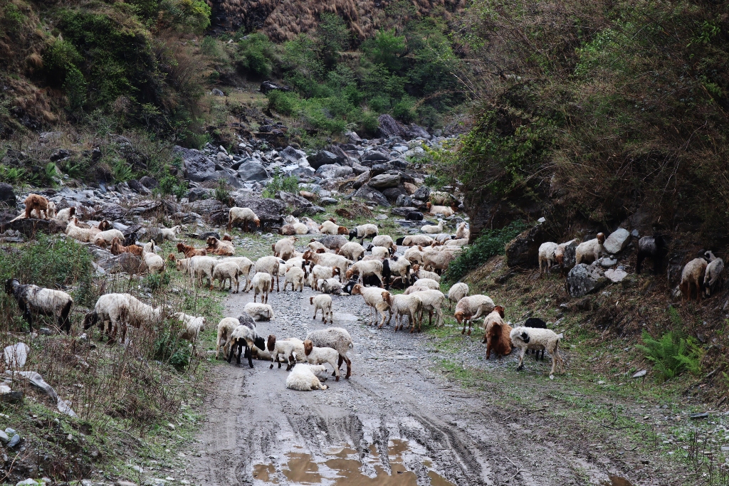 भेडीगोठ