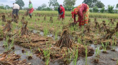 धानबाली