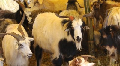 च्याङ्ग्रा निकासी