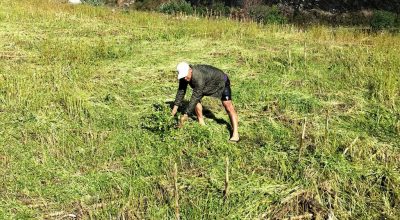 फापरखेती नष्ट