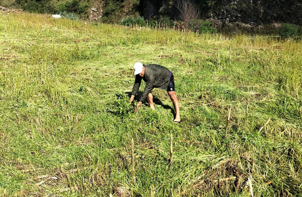 फापरखेती नष्ट