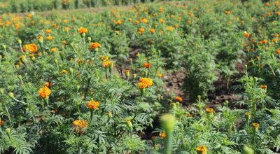 सामूहिक पुष्प खेती