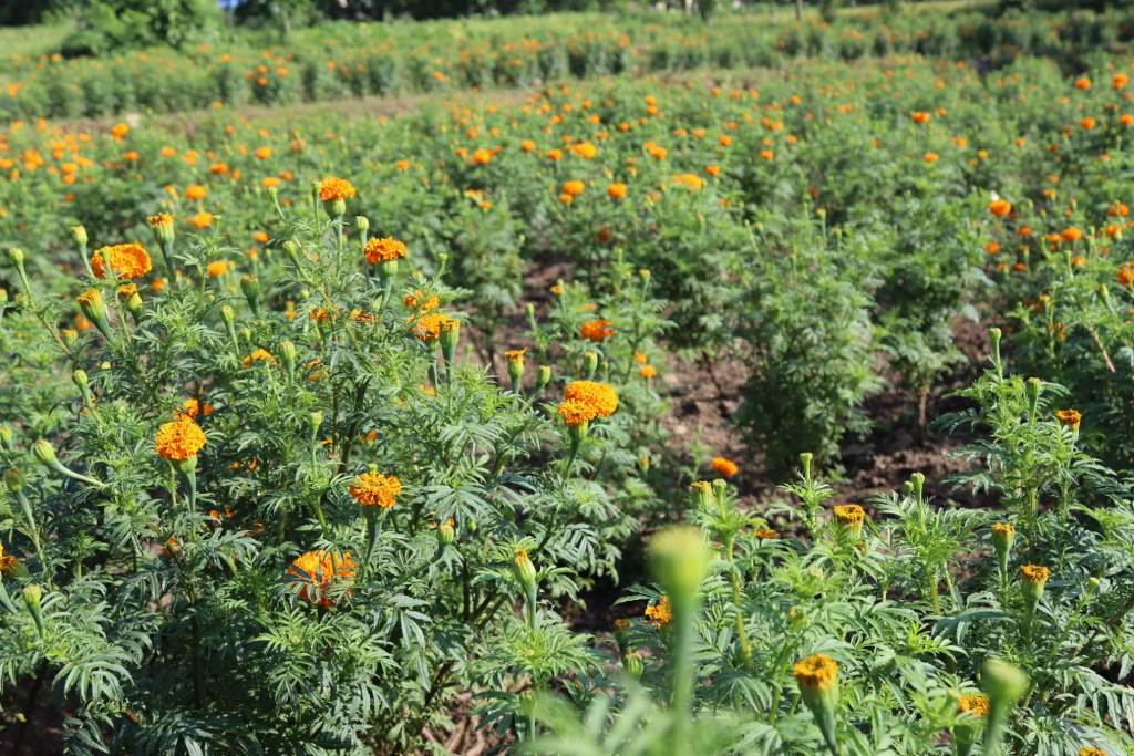 सामूहिक पुष्प खेती