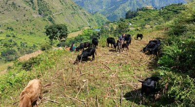 ‘बुकी’बाट बेँसी झर्न थाले गोठाला