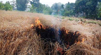 ‘ब्लाष्ट’ रोग