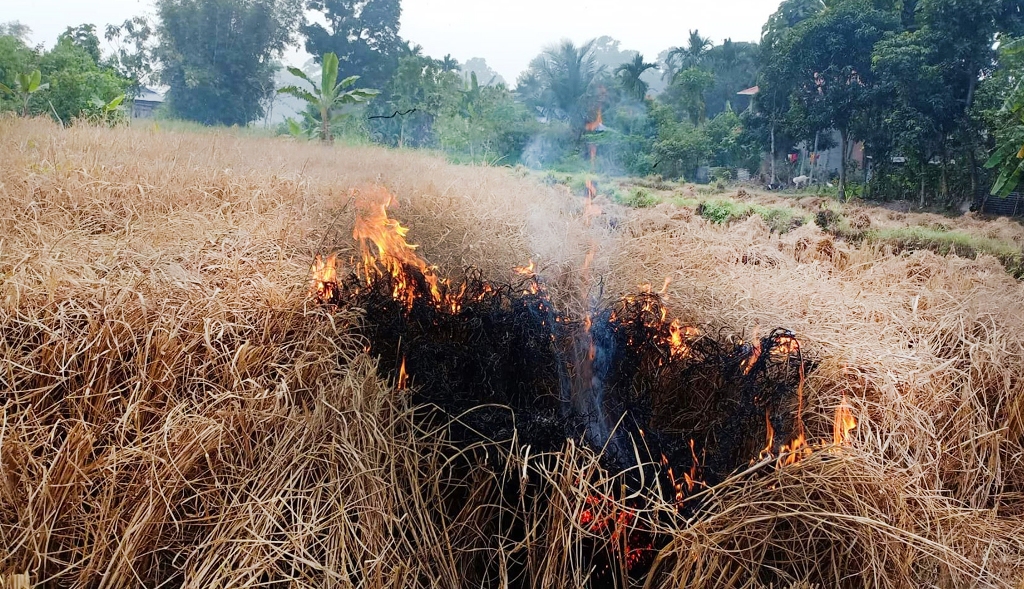 ‘ब्लाष्ट’ रोग