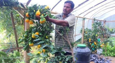 बेमौसमी सुन्तला फलाउँदै बागलुङका टोपबहादुर खड्का