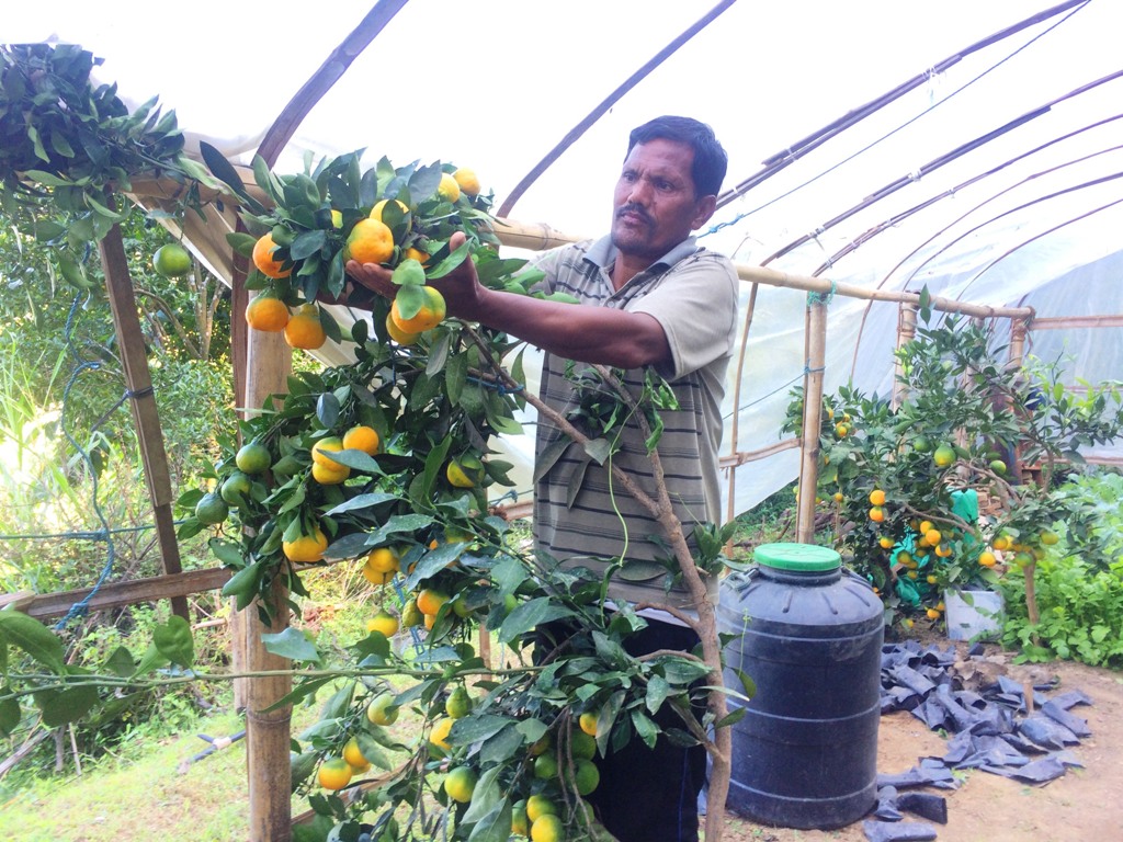 बेमौसमी सुन्तला फलाउँदै बागलुङका टोपबहादुर खड्का