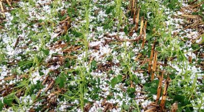 असिनापानी