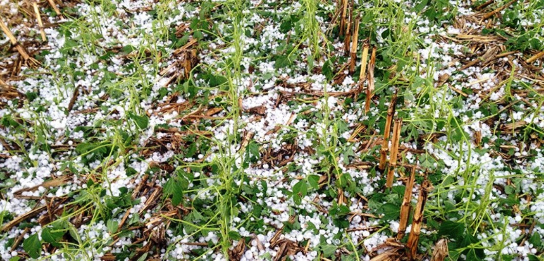 असिनापानी