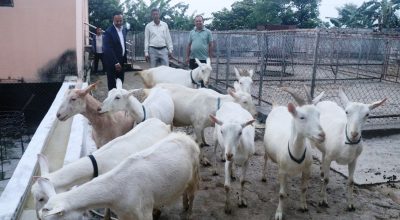 बाख्राको दूध