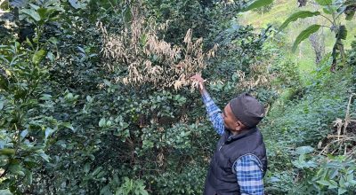 कागतीका बोट