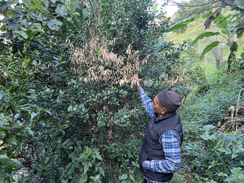 कागतीका बोट