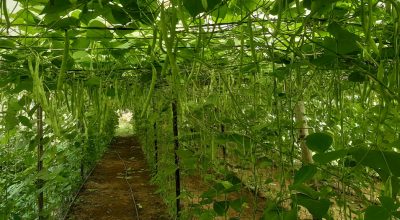 सिमी खेती