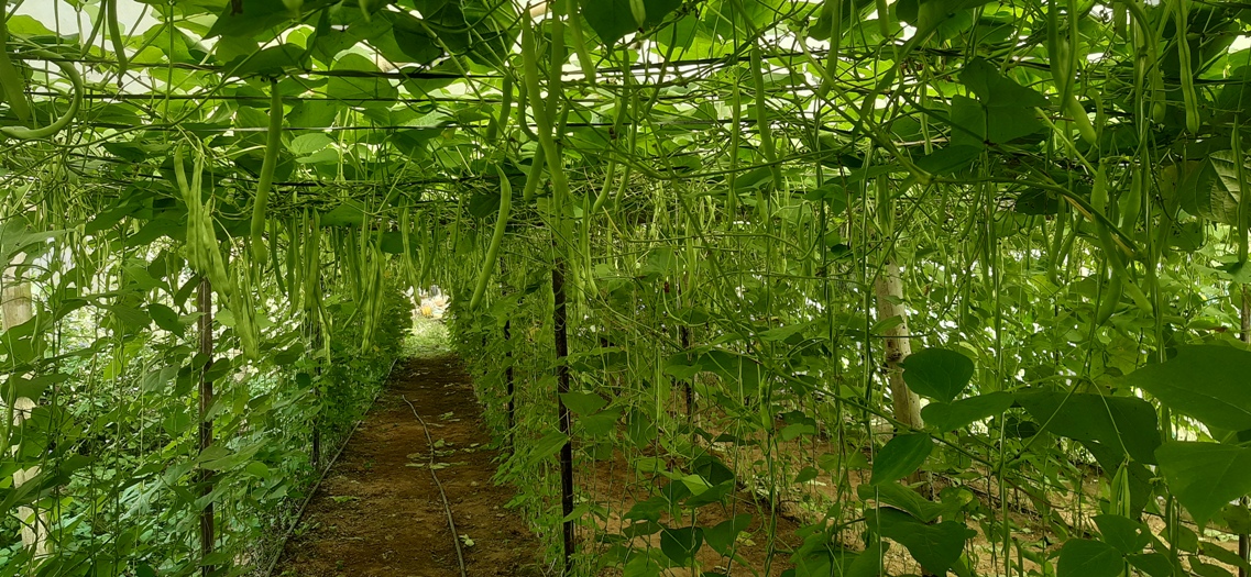 सिमी खेती