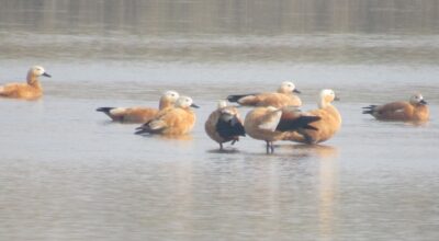 जाडो छल्न नेपाल आइपुगे चरा