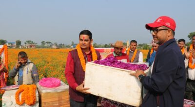 चितवनको सयपत्री र मखमली