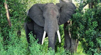 ध्रुवे हात्ती