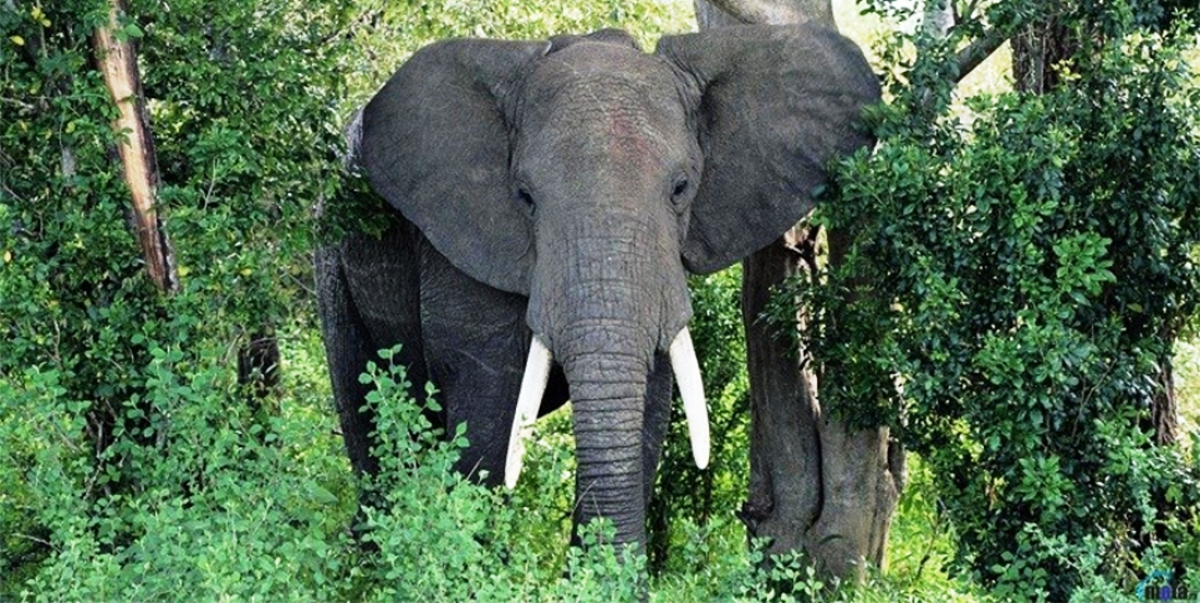 ध्रुवे हात्ती