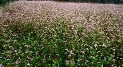 फापर खेती