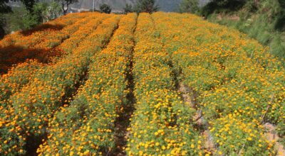 फूल निर्यात